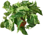 HOUSE PLANT SHOP | Pothos 'Green' - 6" Pot | Live Indoor Plant | Easy to Care | Natural Décor Plant | Great Gifts | Free Care Guide