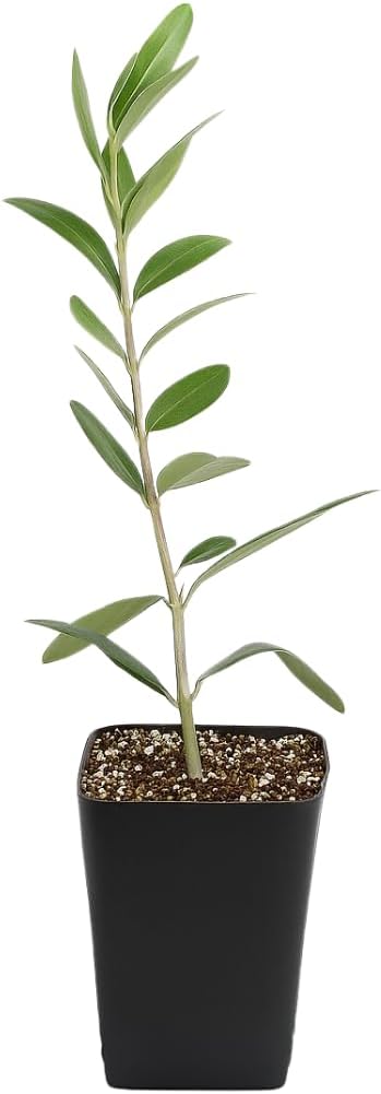 MYSHELFIE Dwarf Olive Tree Starter Plant, 2 Inch Pot, Indoor Outdoor Bonsai (1)