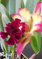 4 Live Orchid Plants to Choose (Cattleyas)