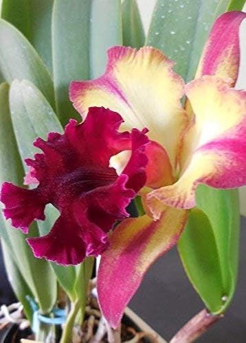4 Live Orchid Plants to Choose (Cattleyas)