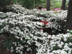 RedCrocus Girard's Pleasant White Azalea- Evergreen Shrub for Borders & Containers, Fragrant Spring Blooms, Deer-Resistant, Pet Safe, Well-Drained Acidic Soil, Compact & Shade Tolerant 3 G