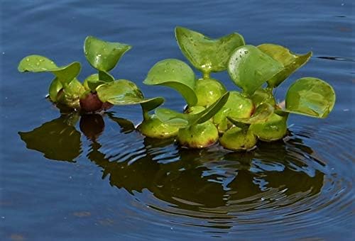 Water Hyacinths Floating Water Garden Plants (12 live plants)