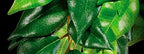 Exo Terra Plastic Terrarium Plant, Small, Mandarin (Pack of 5)