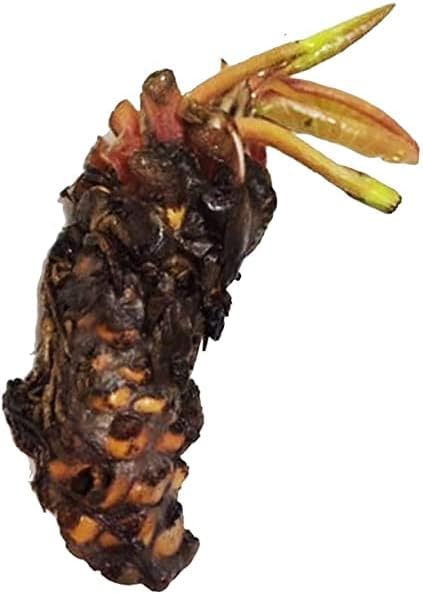 Live Water Lily Tubers | Pre-Grown Hardy Lily Rhizome in White, Pink, Red, Yellow, Orange, Purple (Yellow)