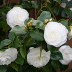9 Months Old Camellia Tree Live Plant, Camellias Plants Shrub, Large Flower Well-Rooted in Pot, Indoor Outdoor, Cold Hardy (White)