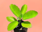 Kalanchoe Pinnata Live Plant, 2 inch Seedling by Exotic-Succulent-Collection