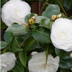 Live White Camellia Flower Plant in 4 Inch Pot, 6–10 Inch Tall Camellia Japonica Shrub for Outdoor Garden, Patio, or Landscape Planting