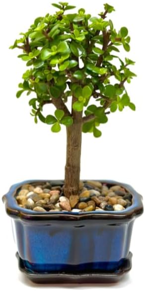 Bonsai Tree Live Plant - Jade Bonsai Succulent Tree - Easy to Grow Air Purifying Indoor House Plants Flowers for Home Office Wedding Decor & Giftable (Heat Pack Included)