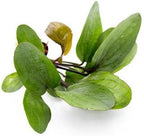 SubstrateSource Echinodorus Big Bear Sword Live Plant for Freshwater Aquariums, Natural Fish Tank Decorations, and Aquatic Decor (1 Pot (2-3 Plants))