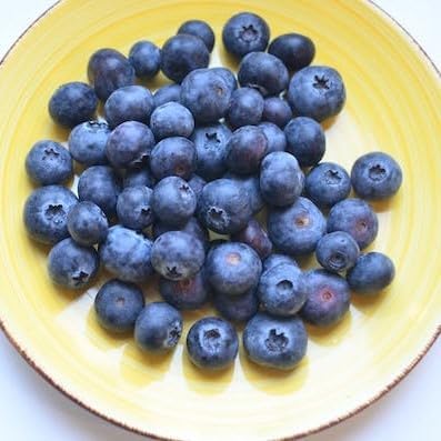 Blueberry Plant Emerald Live for Sale (4 Pack) | Easy to Grow Plants | Edible Fruit Plant for Sustainable Living | Grow Your own Food on Your Edible Organic Garden | Live for Planting | No Seeds