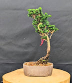 Dwarf Hinoki Cypress Live Plant in Pot – Chamaecyparis obtusa Nana Gracilis – Evergreen Bonsai Tree, Outdoor Shrub for Landscaping, Patio Container, Japanese Garden Accent