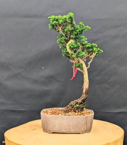 Dwarf Hinoki Cypress Live Plant in Pot – Chamaecyparis obtusa Nana Gracilis – Evergreen Bonsai Tree, Outdoor Shrub for Landscaping, Patio Container, Japanese Garden Accent