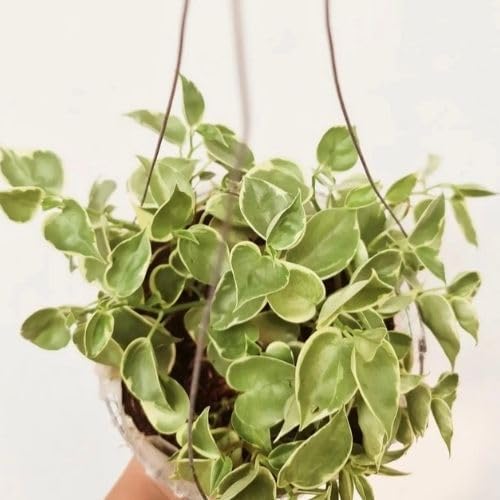 Peperomia Cupid Live Plant, 4 Inch Growers Pot, Indoor Houseplant