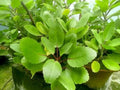 Kalanchoe Pinnata Live Plant, 2 inch Seedling by Exotic-Succulent-Collection