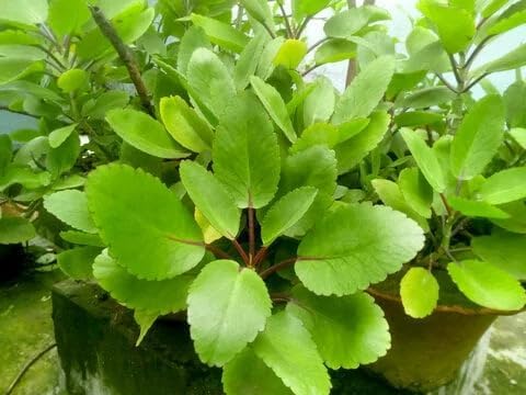 Kalanchoe Pinnata Live Plant, 2 inch Seedling by Exotic-Succulent-Collection