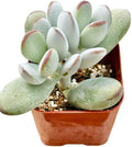 2" Cotyledon Orbiculata Silver Peak Unique Succulents Plants Live, Live Starter Succulent Plants, Easy Care House Plants Rooted in Succulent Soil Mix, By The Succulent Cult