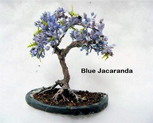 Flowering Bonsai Tree Seeds Bundle - 3 Types, All Flowering Tree Seeds, Vibrant Colors - Chinese Wisteria, Judas Tree, Blue Jacaranda