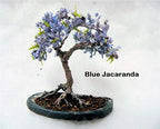 Flowering Bonsai Tree Seeds Bundle - 3 Types, All Flowering Tree Seeds, Vibrant Colors - Chinese Wisteria, Judas Tree, Blue Jacaranda