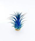 Live Air Plants