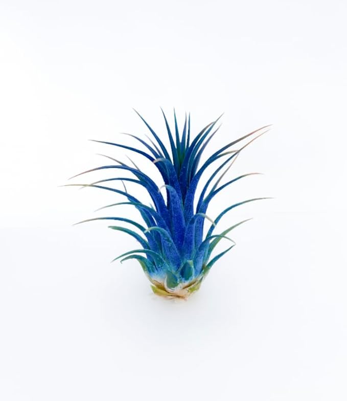 Live Air Plants