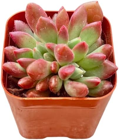2" Sedeveria Pink Ruby Unique Succulents Plants Live, Live Starter Succulent Plants, Easy Care House Plants Rooted in Succulent Soil Mix, By The Succulent Cult