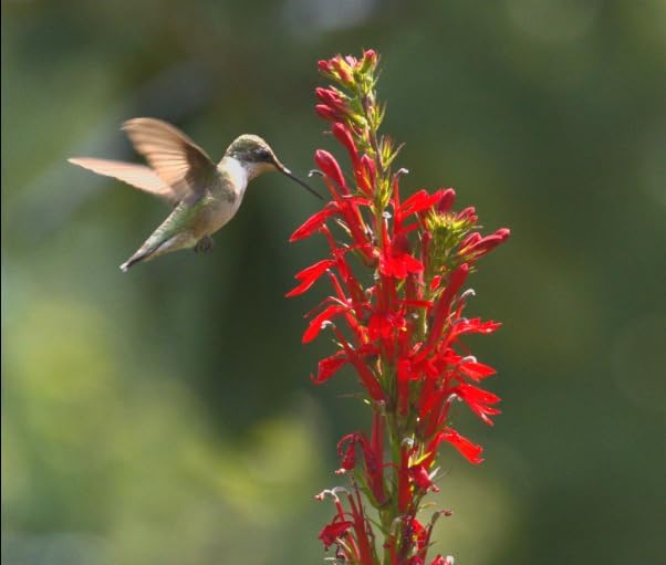 Red Cardinal Flower - Live Plant - Lobelia cardinalis - Vibrant Red Blooms, Attracts Hummingbirds Perennial, 3 Inch Pot, Traditional Medicinal & Garden Herb, Easy to Grow, Hardy Perennial