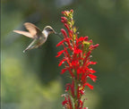 Red Cardinal Flower - Live Plant - Lobelia cardinalis - Vibrant Red Blooms, Attracts Hummingbirds Perennial, 3 Inch Pot, Traditional Medicinal & Garden Herb, Easy to Grow, Hardy Perennial