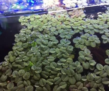 Water Spangles (Salvinia Minima) - 4 oz Cup Live Aquatic Plant for Aquariums and Ponds