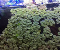 Water Spangles (Salvinia Minima) - 4 oz Cup Live Aquatic Plant for Aquariums and Ponds