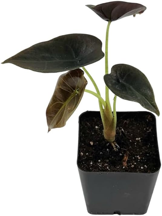 Josh's Frogs Alocasia cuprea 'Red Secret'