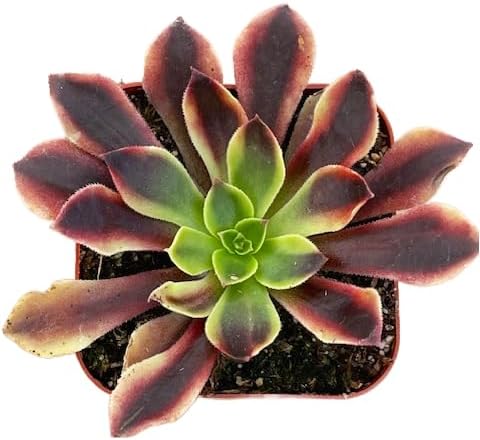 Succulents Plants Live 2" Aeonium Superbang, Live Mini Succulent Plants, Easy Care House Plants Rooted in Succulent Soil Mix, by The Succulent Cult