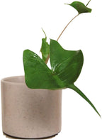 2 Pointed Leaf Alocasia Plants Live Houseplant for Indoor Outdoor Growing, 4 to 8 Inches Tall, Rare and Hardy