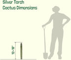 Cactus Outlet - Cactus Plants Live, Live Plants Outdoor & IndoorUse, Live Cactus, Silver Torch