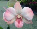 4 Live Orchid Plants to Choose (Dendrobiums)