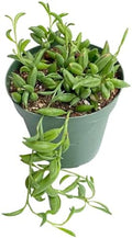 Live Trailing Plants String Plants (4" Pot String of Bananas)