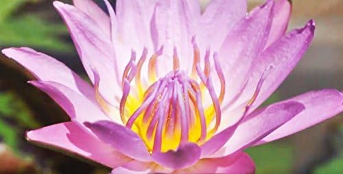 Live Aquatic Plant Nymphaea Queen of Siam Purple Tropical Water Lilies Tuber for Aquarium Freshwater Fish Pond by Greenpro