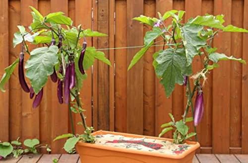 Bundle: Sweet Pepper Seeds California Wonder + Asian Long Eggplant Seeds Ping Tung