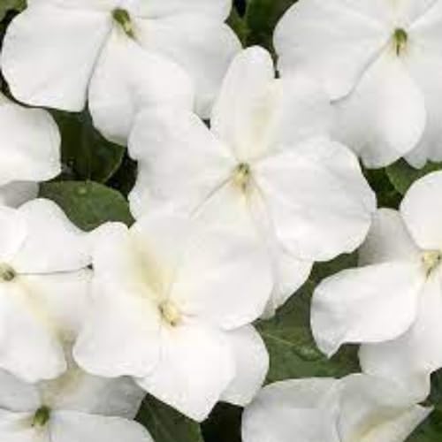 RedCrocus Impatiens Xtreme White – Vibrant White Flowering Annual, Perfect for Shade Gardens & Containers, Attracts Pollinators, Easy Care, Pet Safe (with Caution) 6" Pot (Pack of 5)