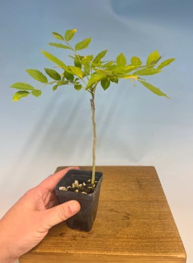 Pink Wisteria Vine Live Plant – Fragrant 18" Flowers,1-Year in Pot, Hummingbird Magnet