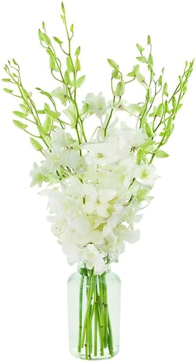 KaBloom - 10 White Orchid Without Vase - Fresh Flowers for Birthday, Valentine's & Mother's Day