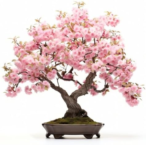 Japanese Cherry Blossom Seeds, Bonsai Seeds, Pack of 30 Bonsai Tree Seeds