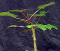 Home & Garden Jatropha gossypiifolia Rare Succulent Plant Cacti 4" by Exotic-Succulent-Collection
