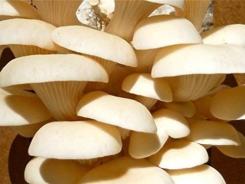Root Mushroom Farm--Mushroom Liquid Cultures/White Elm Mushroom(Pleurotus ulmarius)