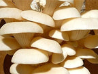 Root Mushroom Farm--Mushroom Liquid Cultures/White Elm Mushroom(Pleurotus ulmarius)