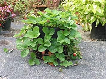 Smart Pots 10-Gallon Smart Pot Soft-Sided Container, Black with Cut Handles