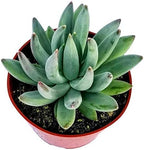 Fat Plants San Diego Succulent Plant(s) Fully Rooted in 4 inch Planter Pots with Soil - Real Live Potted Succulents/Unique Indoor Cactus Decor (1, Pachyveria haagi)