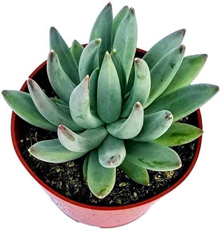 Fat Plants San Diego Succulent Plant(s) Fully Rooted in 4 inch Planter Pots with Soil - Real Live Potted Succulents/Unique Indoor Cactus Decor (1, Pachyveria haagi)