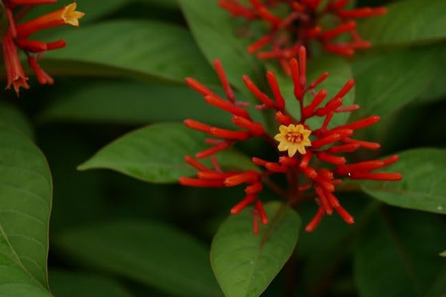 Mexican Firebush Live Plants (5-9") - Pack of 2 (Two) - Hamelia Patens Hummingbird Bush - Firecracker Shrub - Non-Stop Orange Blooms - Heat Tolerant Perennial Shrub - Fast Growing Pollinator Magnet