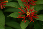 Mexican Firebush Live Plants (5-9") - Pack of 2 (Two) - Hamelia Patens Hummingbird Bush - Firecracker Shrub - Non-Stop Orange Blooms - Heat Tolerant Perennial Shrub - Fast Growing Pollinator Magnet