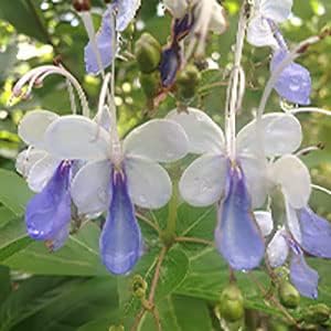 Blue Butterfly Bush - Clerodendrum myricoides 'Ugandense' - Live Tropical Plant - Unusual Shaped Flower - Emerald's - Starter Size - 4 Inch Pot